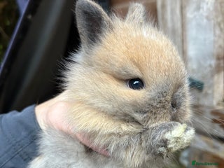Netherland Dwarf rabbits Pure Netherland dwarf & mini angora X ND babies - Advert 2
