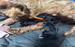 Cockapoo dogs for sale: Stunning F1B Show Cockapoo LAST TO RESERVE - Image 20