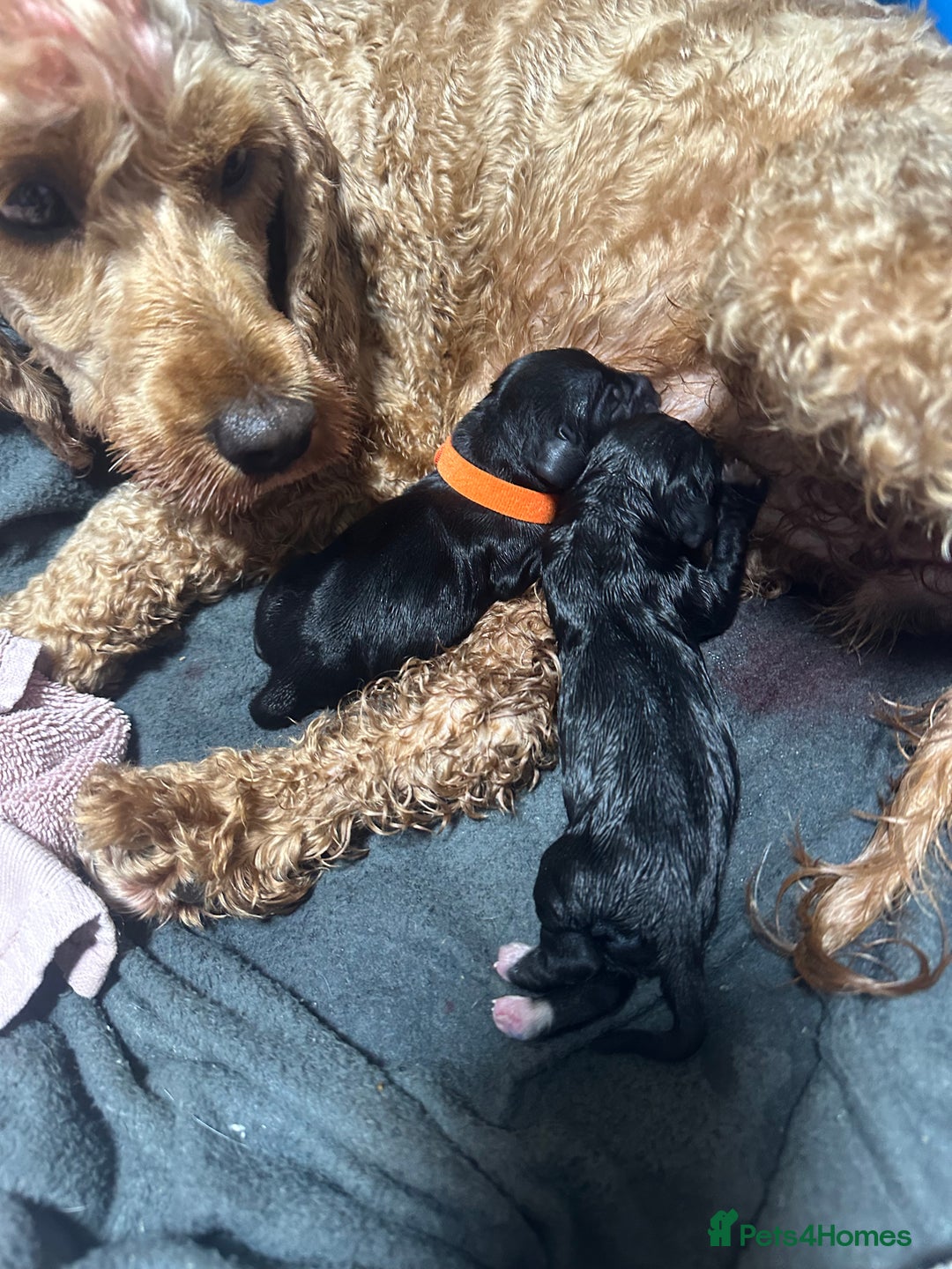 Cockapoo dogs for sale: Stunning F1B Show Cockapoo LAST TO RESERVE - Image 20