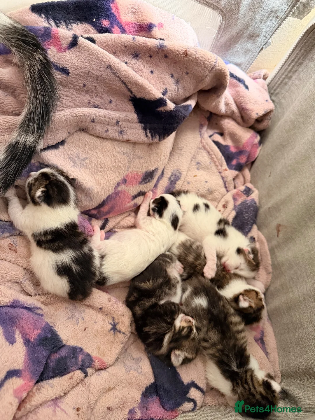 Mixed Breed cats for sale: Kittens  - Advert 2