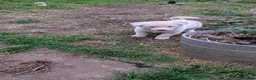 Akita dogs for sale: Stunning Pure White Akita Puppies  in Luton - Advert 6