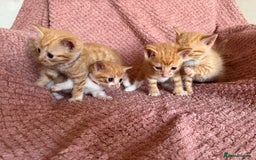 Mixed Breed cats for sale: Ginger kittens for sale - Image 10