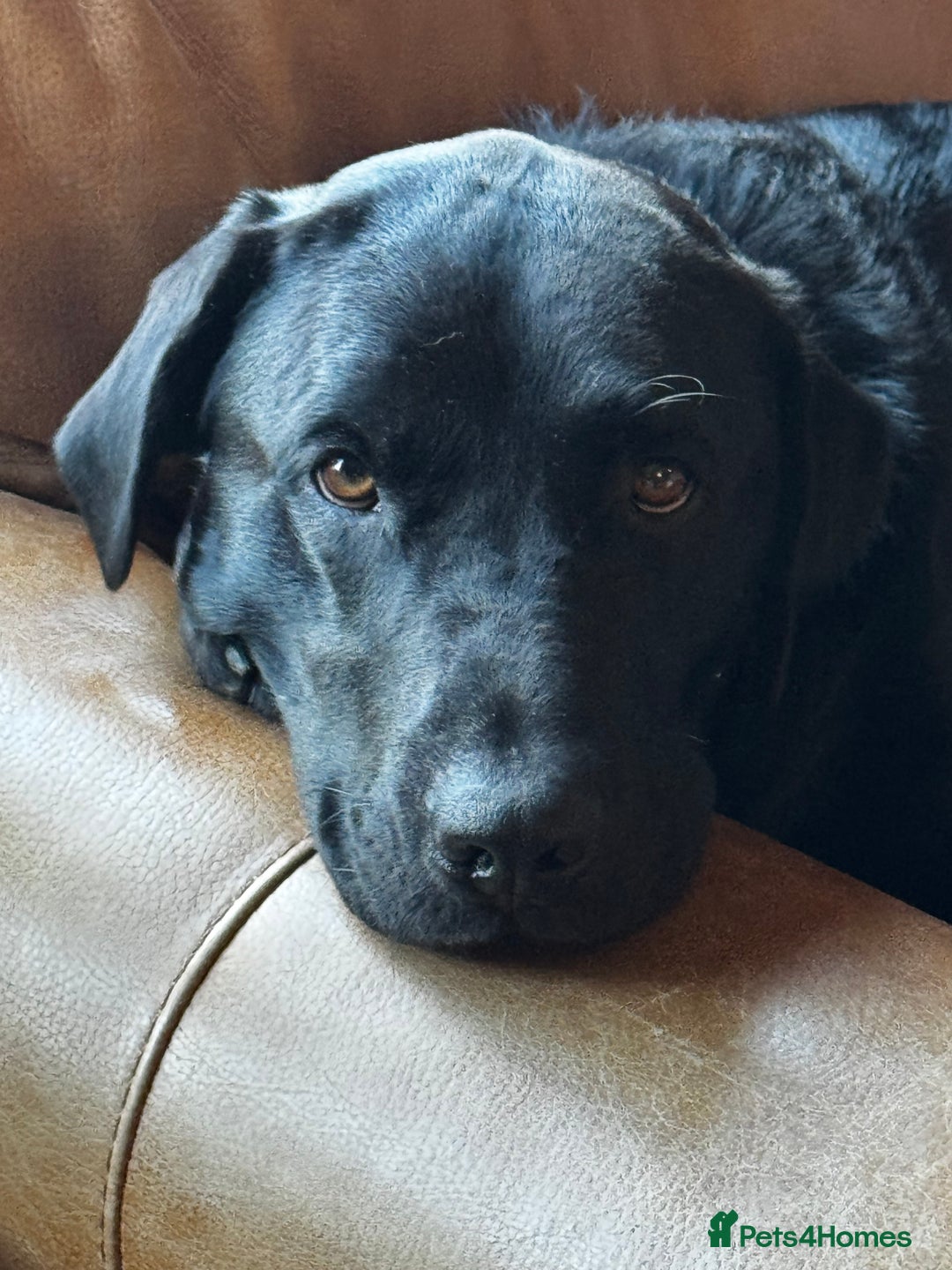 Labrador Retriever dogs for sale: Labrador Puppies  - Advert 5