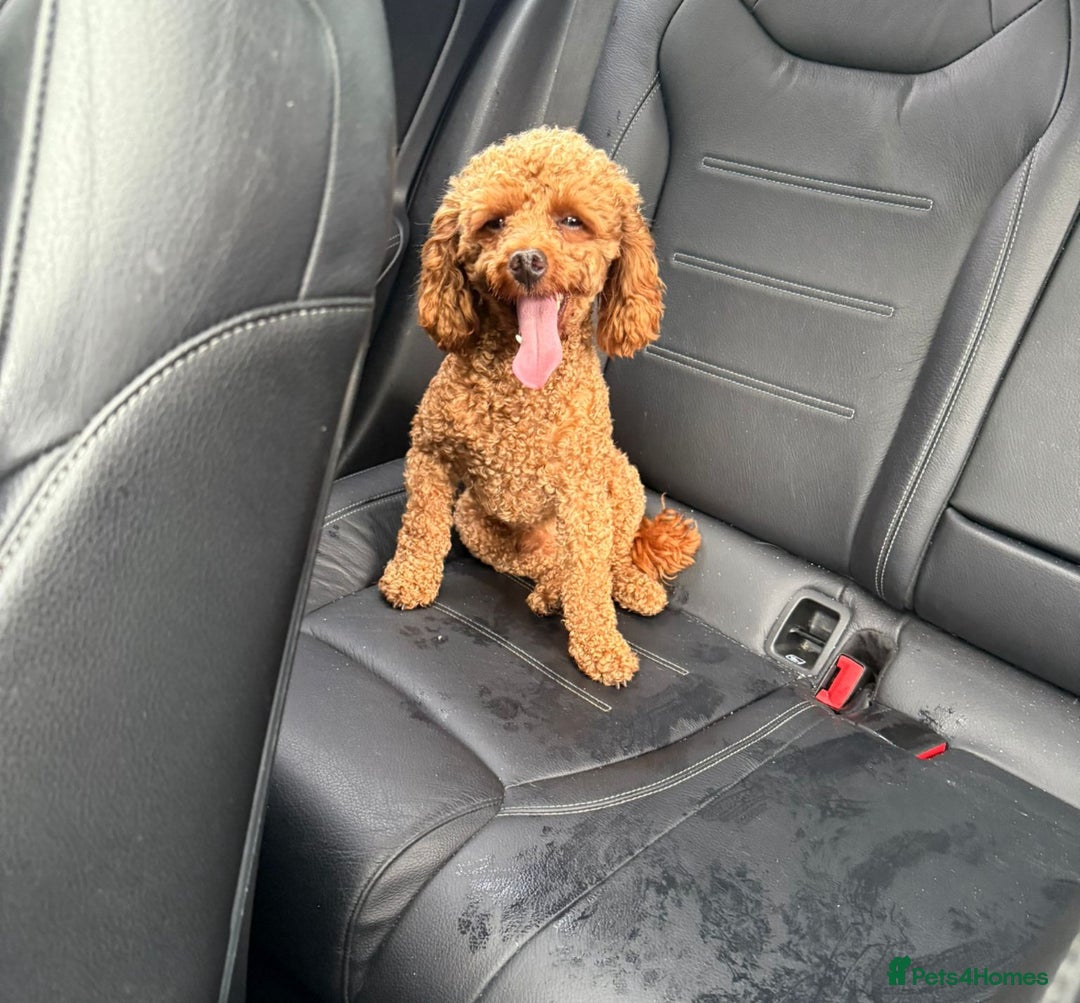 Maltipoo dogs for sale: Maltipoo  - Image 3