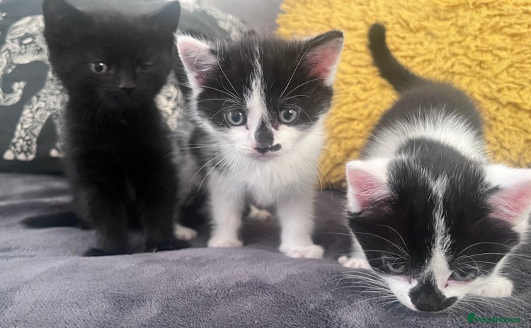 Mixed Breed cats - Advert 4
