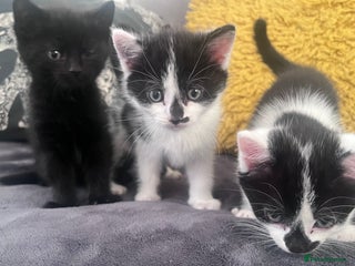 Mixed Breed cats - Advert 3