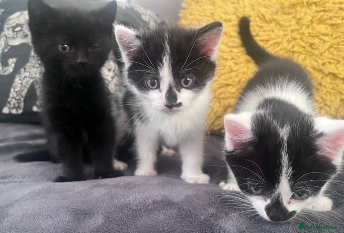 Mixed Breed cats - Advert 4