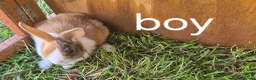 Dutch rabbits for sale: Dutch rabbits  - Advert 5