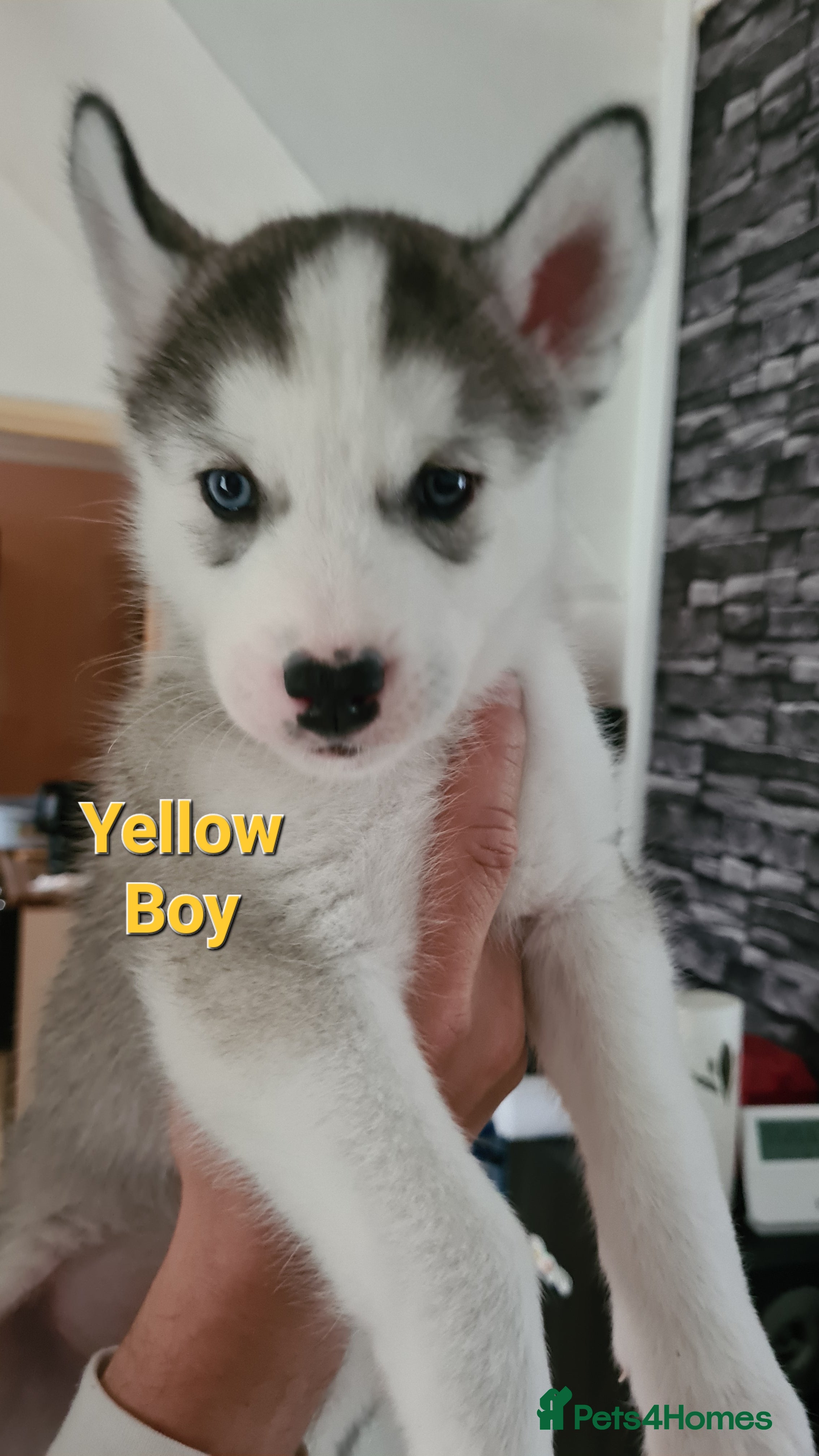Siberian Husky dogs *3 BOYS LEFT* (READY) Siberian Husky Puppies  - Advert 2