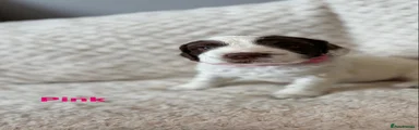 English Springer Spaniel Puppy 2