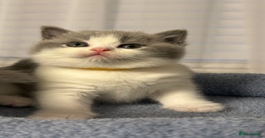 British Shorthair cats - Advert 8