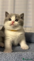 British Shorthair cats - Advert 9