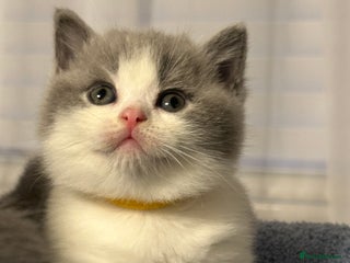 British Shorthair cats - Advert 33