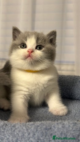 British Shorthair cats - Advert 4