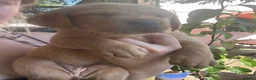 Labrador Retriever dogs for sale: READY NOW one gorgeous girl left!  - Advert 35