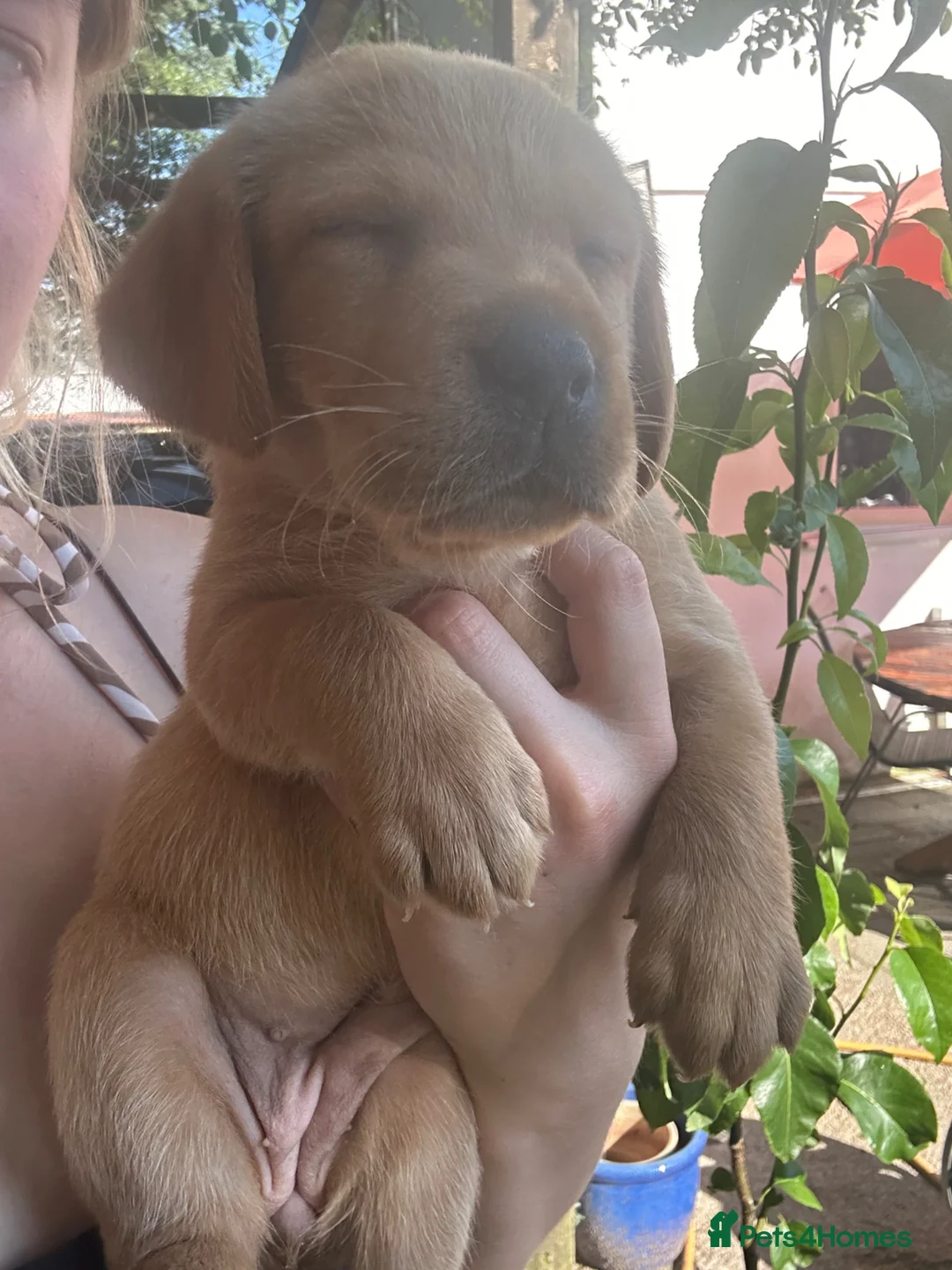 Labrador Retriever dogs for sale: READY NOW one gorgeous girl left!  - Advert 35