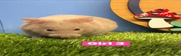 Hamster rodents for sale: Syrian Baby Hamster Babies Pedigree Well Handled  - Advert 7