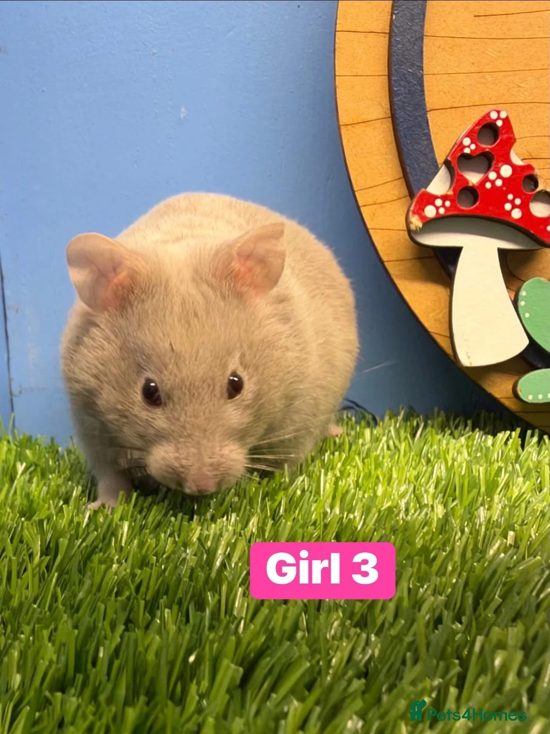Hamster rodents for sale: Syrian Baby Hamster Babies Pedigree Well Handled  - Advert 7