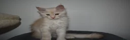 Maine Coon cats for sale:  RARELY LION KING - Advert 6