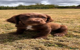 Sprocker dogs for sale: Sprocker pups  - Image 2