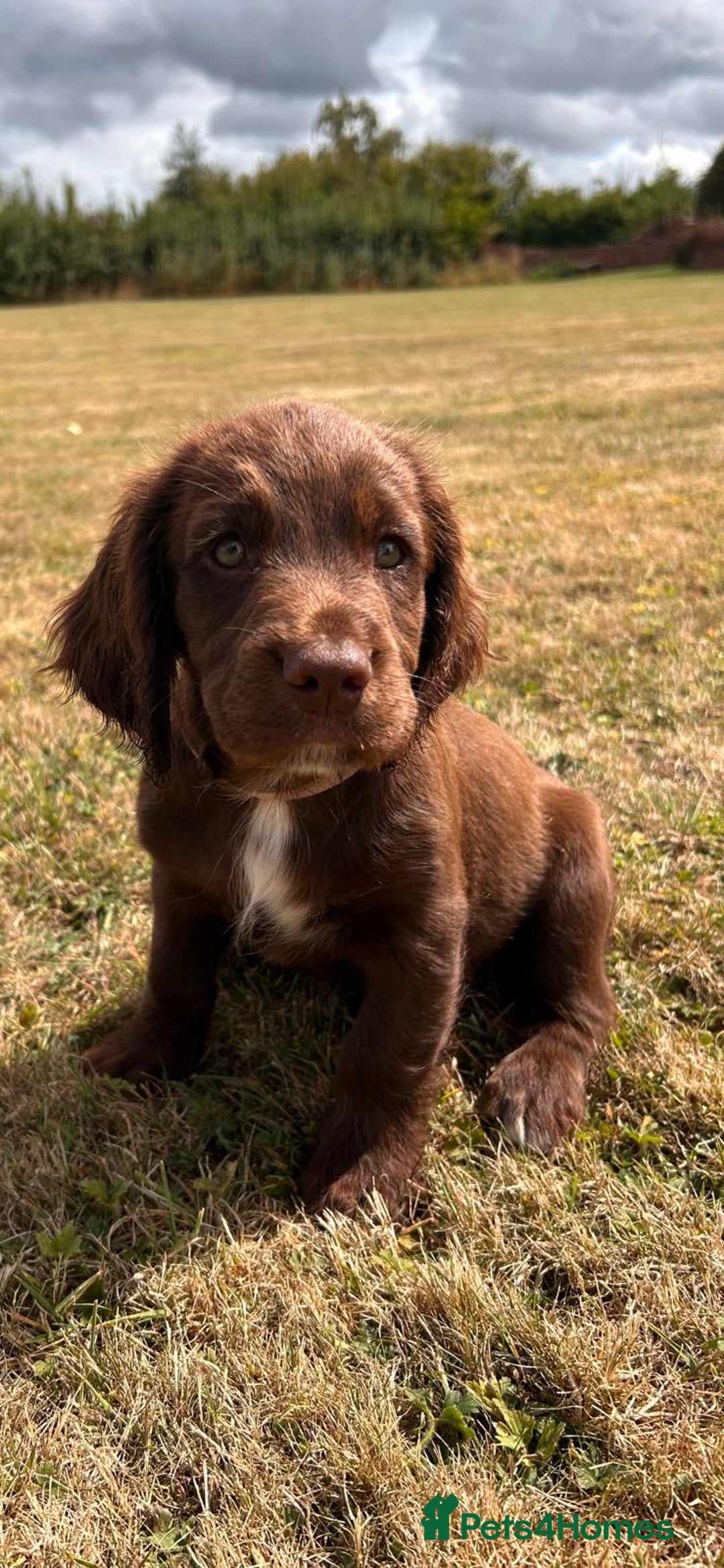 Sprocker dogs for sale: Sprocker pups  - Image 2