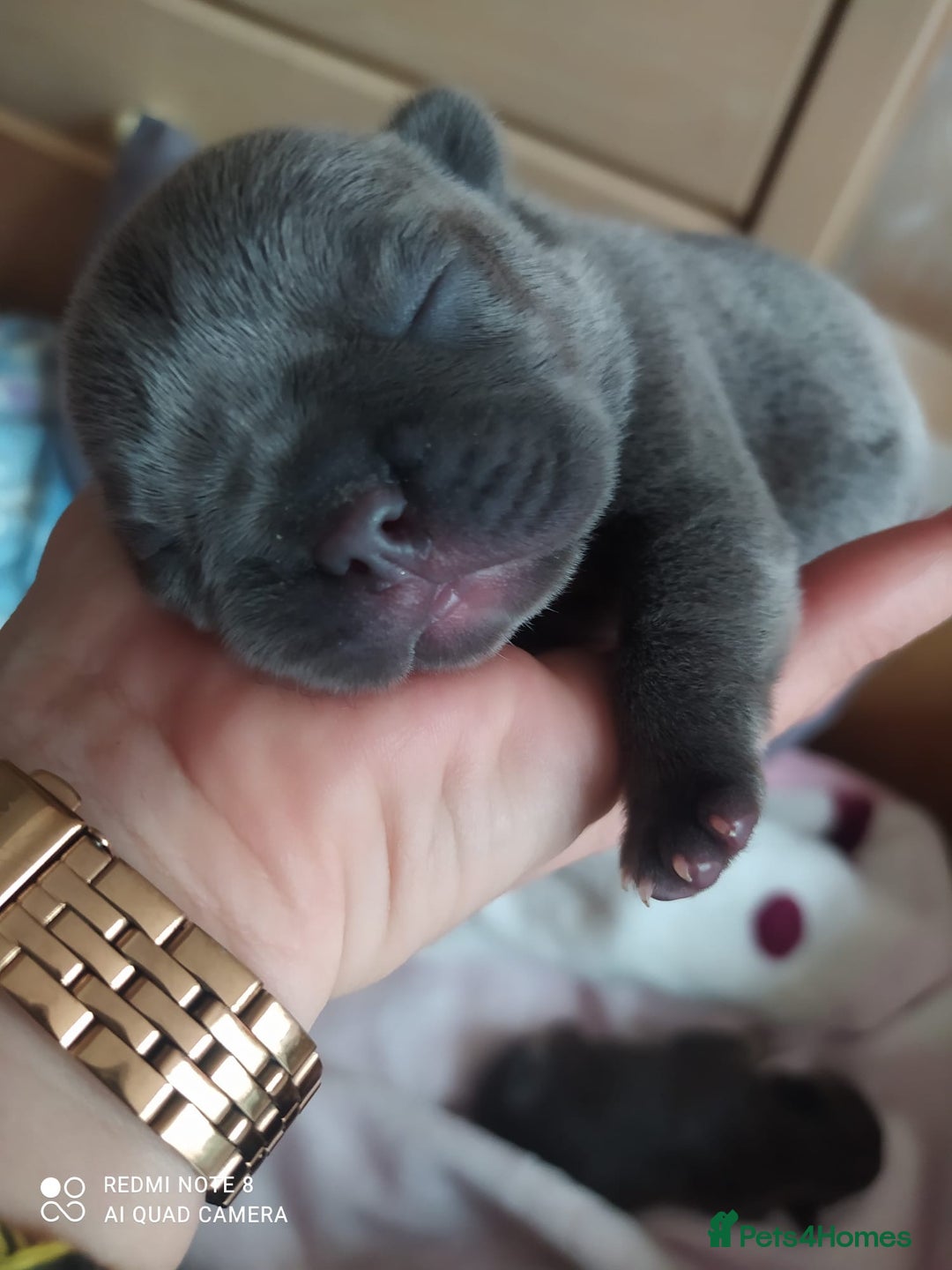 French Bulldog dogs for sale: KC French Bulldog girls puppies pure blue - Image 13
