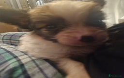 Papillon dogs for sale: KC Papillon. DNA health tested parents - Image 9