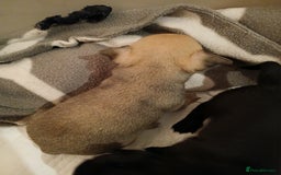 Chihuahua dogs for sale: Last little boy - Advert 6