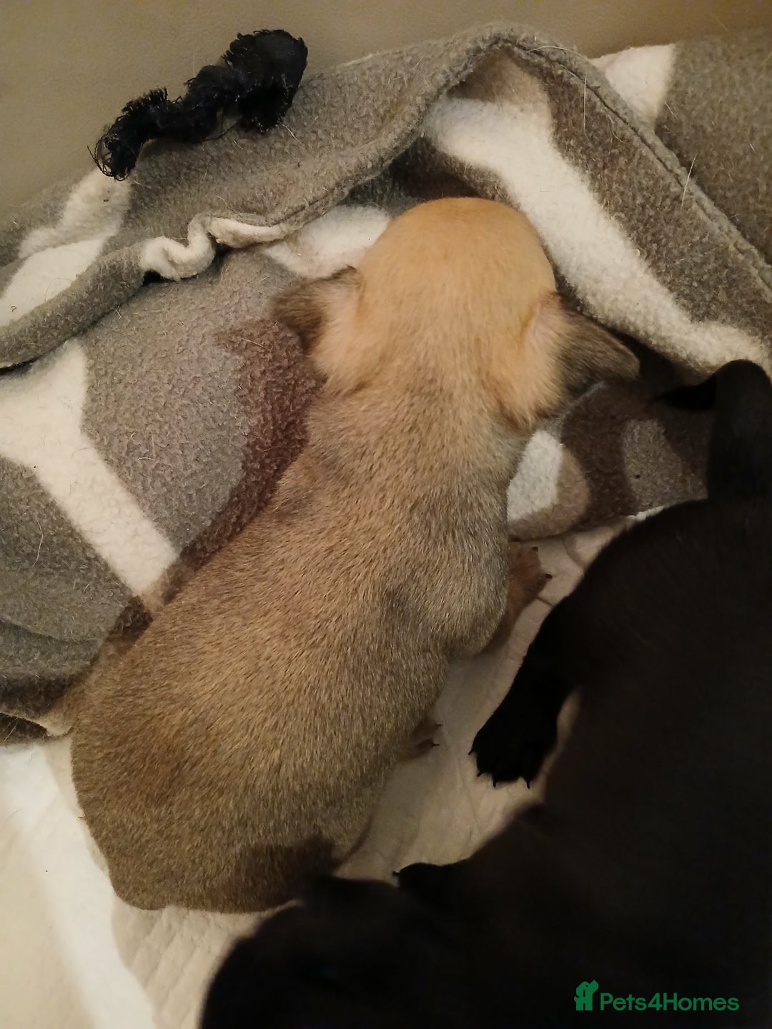 Chihuahua dogs for sale: Last little boy - Advert 6