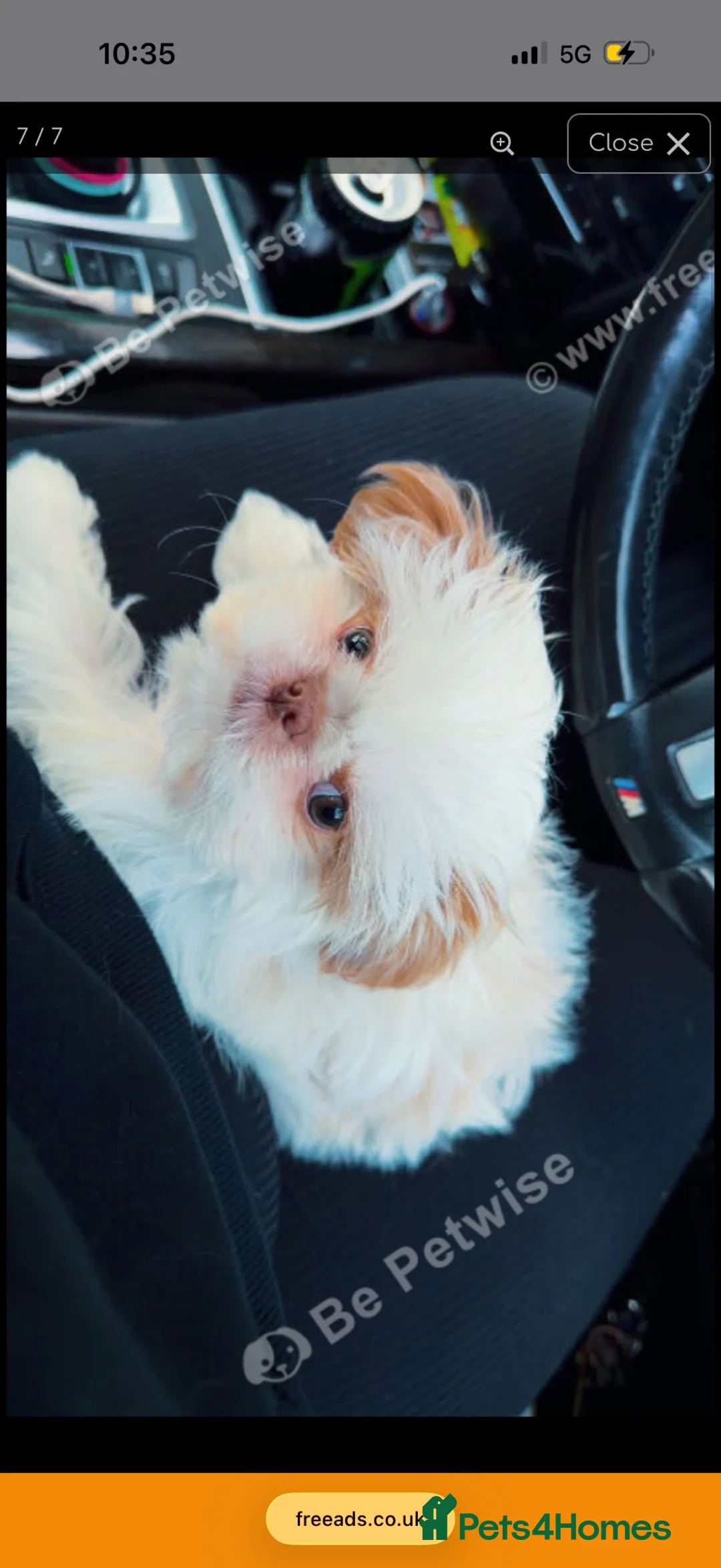 Shih Tzu dogs for sale: KC REGISTERED IMPERIAL SHIH TZU FEMALE PUPPY - Advert 2