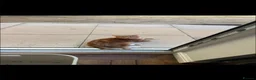 Mixed Breed cats for sale: 2 male cats for sale  - Advert 4