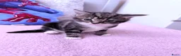 Mixed Breed cats for sale: Kittens - Advert 4