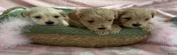 Maltipoo dogs for sale: Exquisite F1 Maltipoo Puppies in Chislehurst - Advert 5