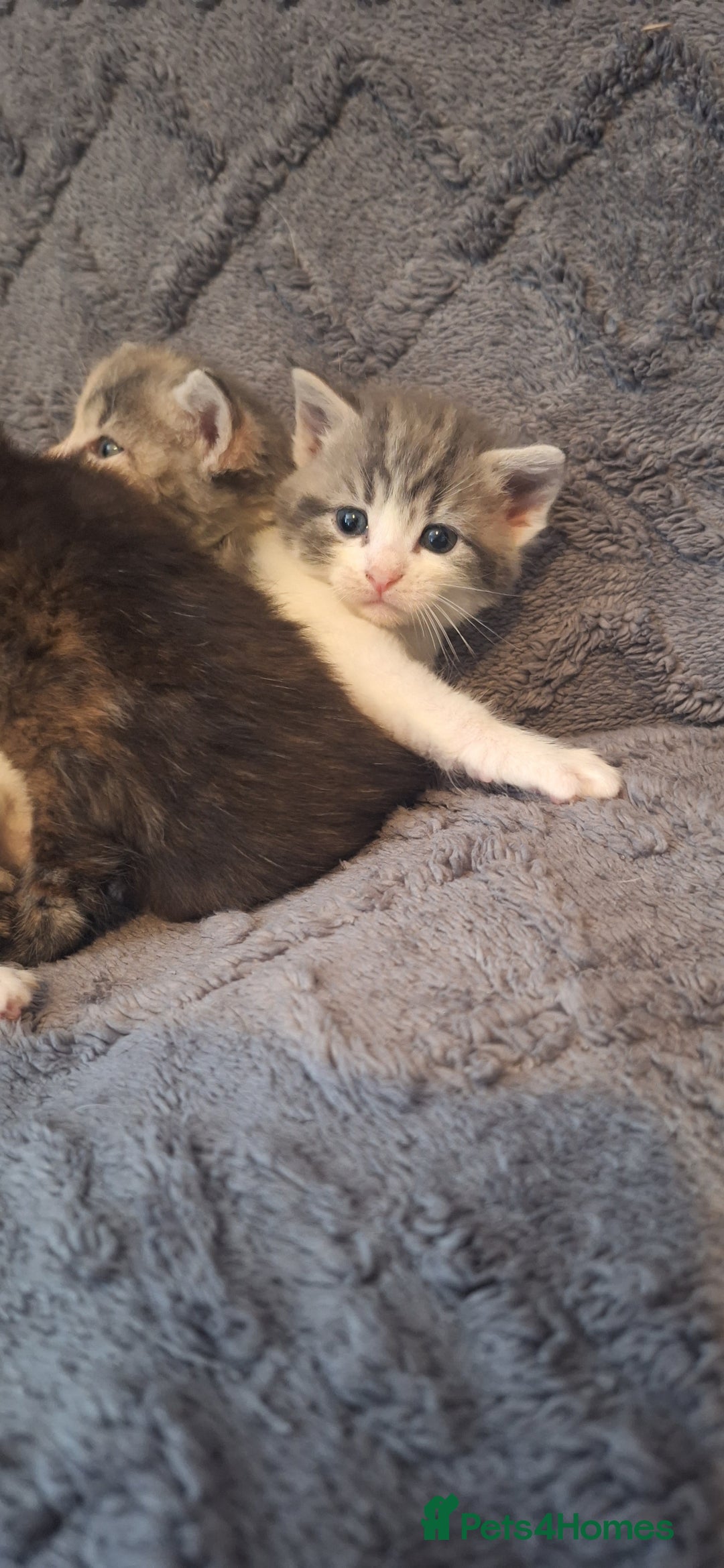 Maine Coon cats for sale: Maincoon cross playful kitten's  - Image 5