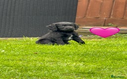 Mixed Breed dogs for sale: Sprockerpoo puppies.. Available from 11/10 - Image 1
