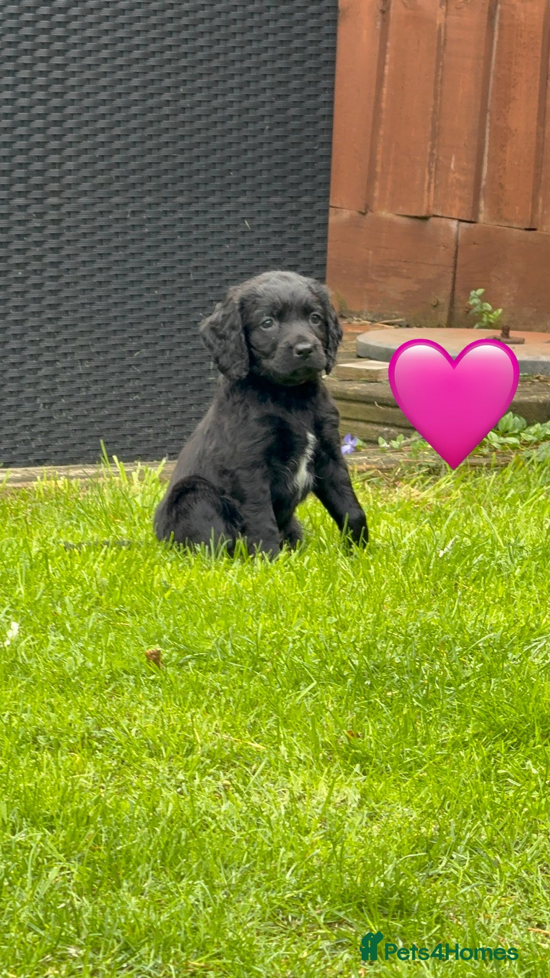 Mixed Breed dogs for sale: Sprockerpoo puppies.. Available from 11/10 - Image 1