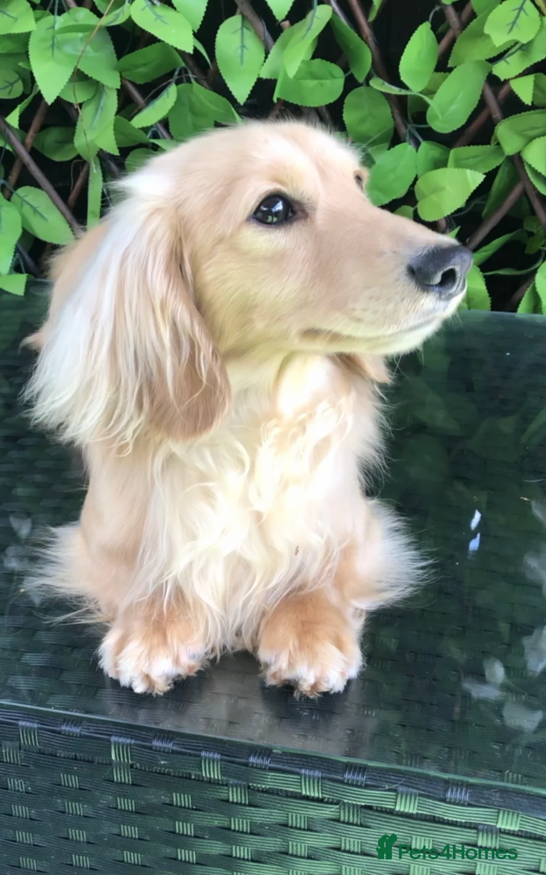 Miniature Dachshund dogs for stud: Cream Miniature Longhaired Dachshund  - Advert 2