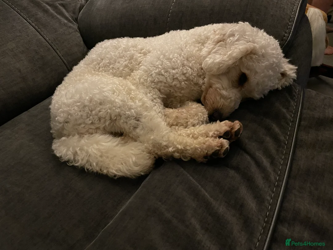 Miniature Poodle dogs for stud: Cream Miniature Poodle - available for stud in Welwyn - Advert 11