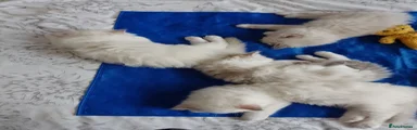 Ragdoll 5