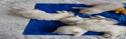 Ragdoll cats for sale: Stunning healthy ragdoll kittens  - Advert 13