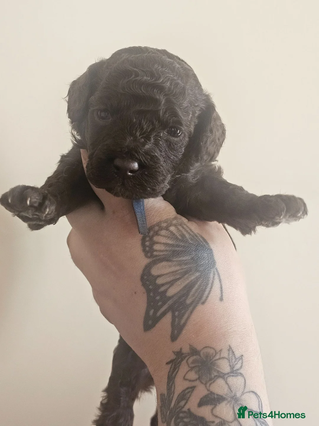 Cockapoo dogs for sale: Cockapoos(Chocolate)Small. - Advert 7