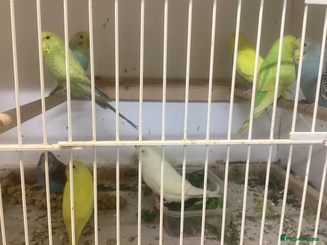 Budgerigars birds for sale: New baby budgies - Advert 1