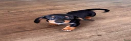 Miniature Dachshund dogs for sale: Miniature dachshund  - Advert 2