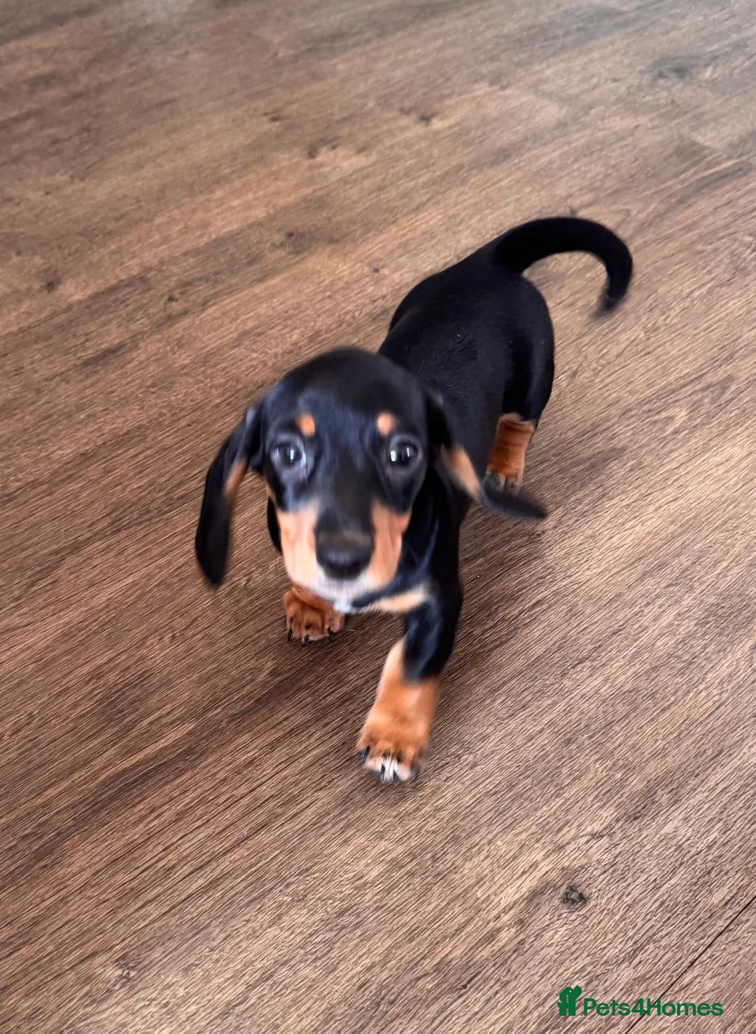 Miniature Dachshund dogs for sale: Miniature dachshund  - Advert 2