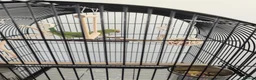 Ringnecks birds for sale: Indian ringneck parrot with full setup  - Advert 3