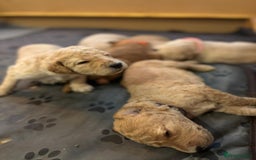 Goldendoodle dogs for sale: Beautiful F1B Goldendoodle Puppies – Ready Soon - Image 24