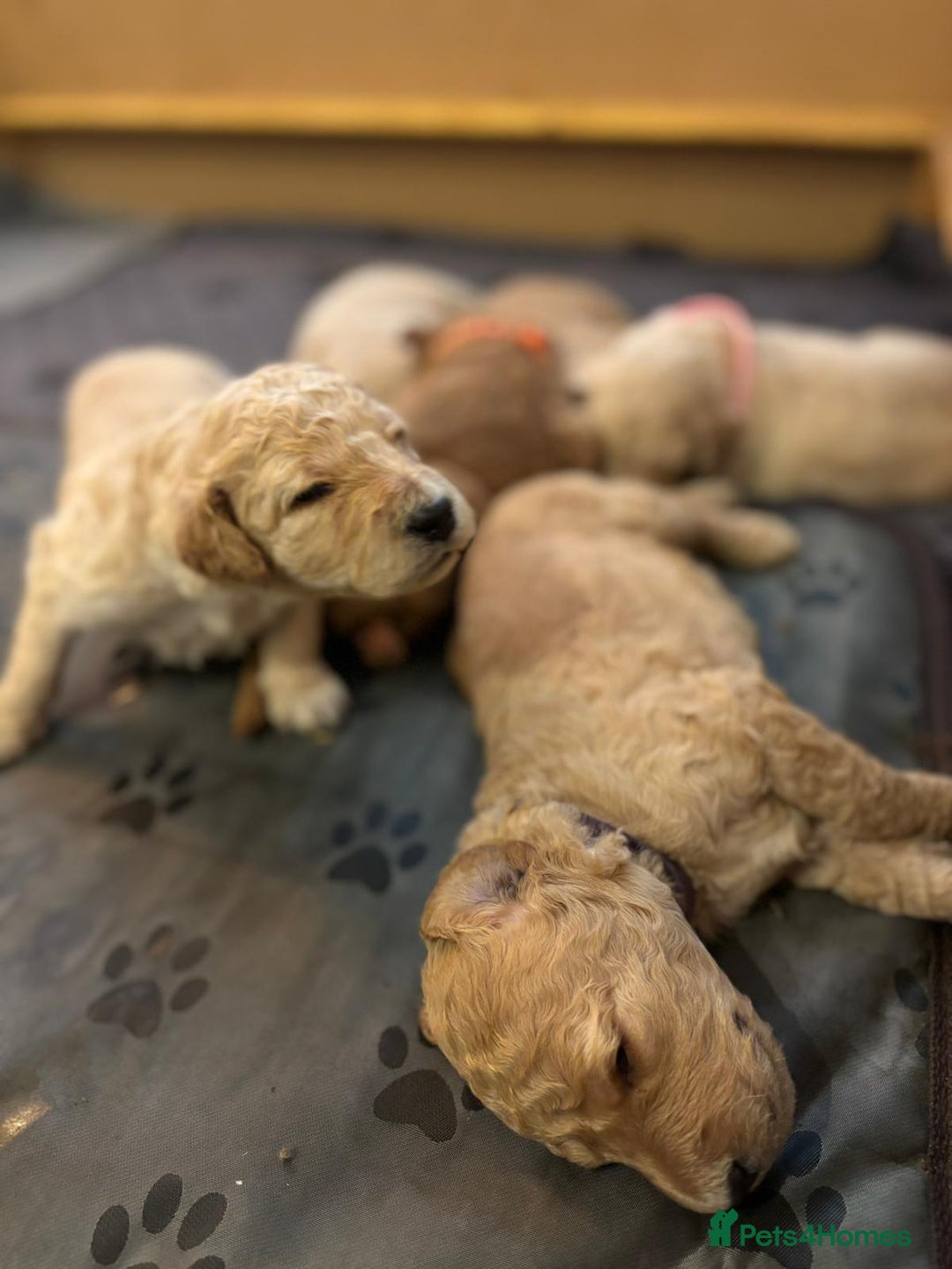 Goldendoodle dogs for sale: Beautiful F1B Goldendoodle Puppies – Ready Soon - Image 24