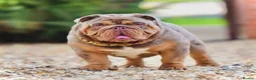 English Bulldog dogs for stud: Proven English bulldog Stud - Don Truffle - Advert 2