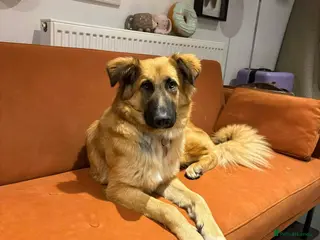 Mixed Breed dogs Meet Yara – Our Pretty Girl with a Heart of Gold in Northampton - Advert 8