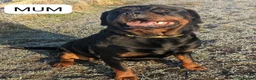 Rottweiler dogs for sale: KC registered Health Tested Puppies  - Advert 11